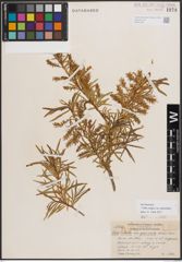 Foto von Salix exigua var. pedicellata (Andersson) Cronquist